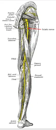 sciatic_nerve | Expert Health Reviews